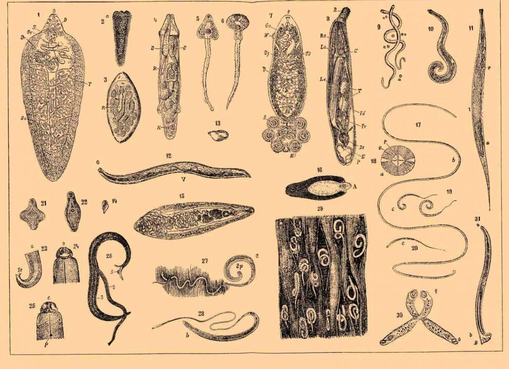 Arten von Parasiten, die im menschlichen Körper leben