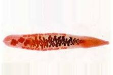 Was Parasiten im menschlichen Körper leben können