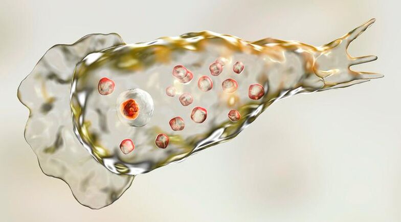 Amöbe Naegleria fowlera – lebt im menschlichen Gehirn und ist ein tödlicher Parasit