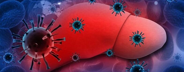 Das Vorhandensein von Parasiten im Körper führt zu Hepatitis