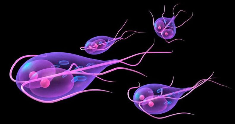 Giardia, die im menschlichen Dünndarm lebt