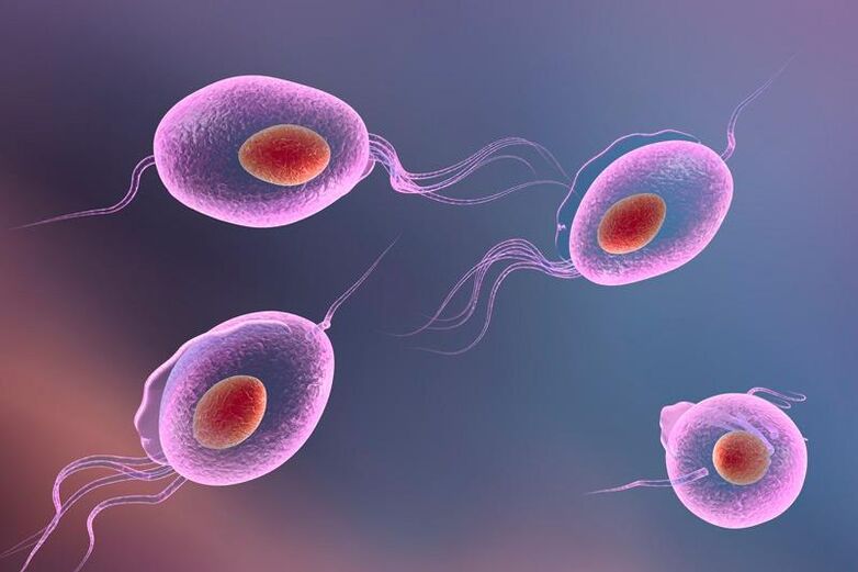 Trichomonas-Parasit – lebt im menschlichen Urogenitalsystem